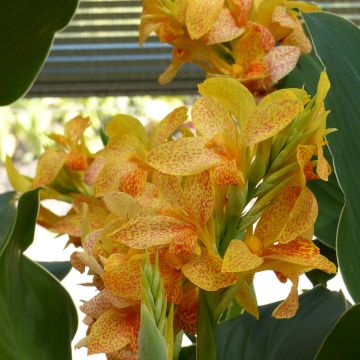 Canna Picasso - Balisier jaune picté de rouge