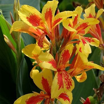 Canna Queen Charlotte - Balisier