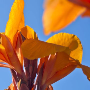 Blumenrohr Semaphore - Canna