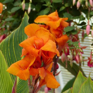 Blumenrohr Striata - Canna