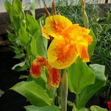 Blumenrohr Taroudant - Canna