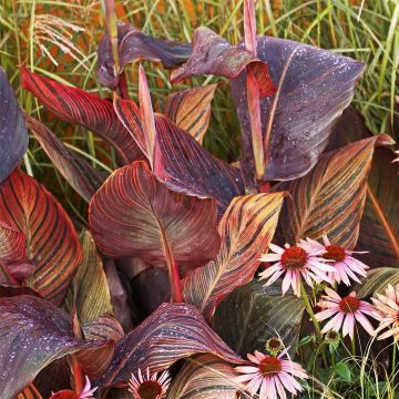 Canna Tarouking - Balisier