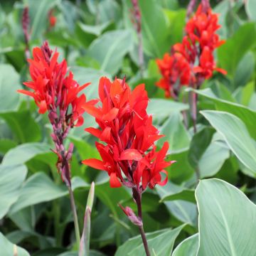 Canna edulis - Blumenrohr