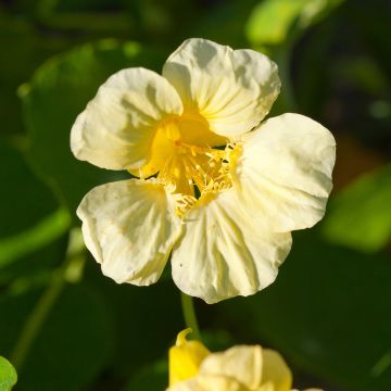 Kapuzinerkresse Moonlight - Tropaeolum lobbianum