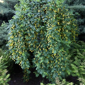 Caragana arborescens Pendula - Erbsenstrauch