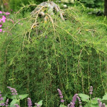 Caragana arborescens Walker - Erbsenstrauch