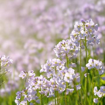 Cardamine pratensis - Wiesen-Schaumkraut