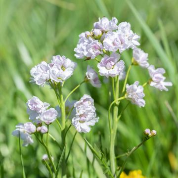 Cardamine pratensis Flore Pleno - Wiesen-Schaumkraut