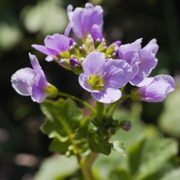 Cardamine raphanifolia - Rettich-Schaumkraut