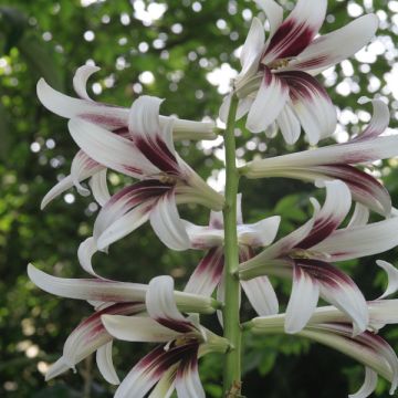 Cardiocrinum giganteum - Riesenlilie