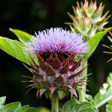 Wilde Artischocke Artichaut sauvage - Cynara cardunculus