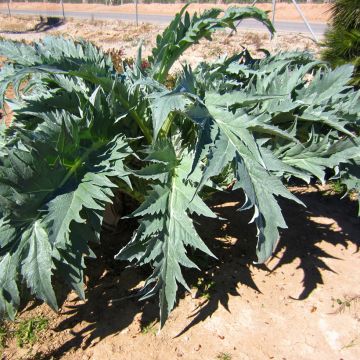 Cardon plein blanc inerme - Cynara cardunculus