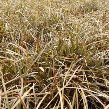 Carex berggrenii - Zwerg-Segge