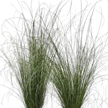 Carex buchananii Green Twist - Fuchsrote Neuseeland-Segge