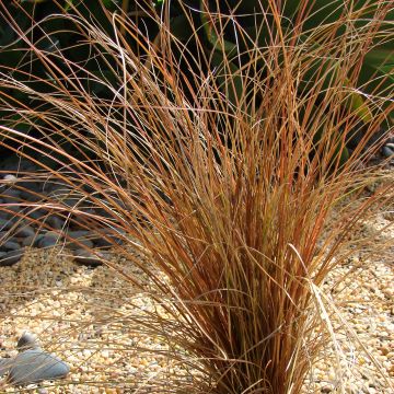 Carex comans Bronze Form - Neuseeländische Segge