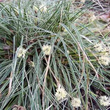 Carex conica Snowline - Weißgerandete Segge