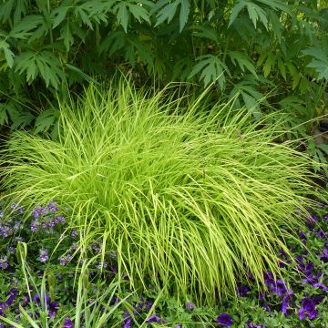 Carex elata Aurea - Steife Segge