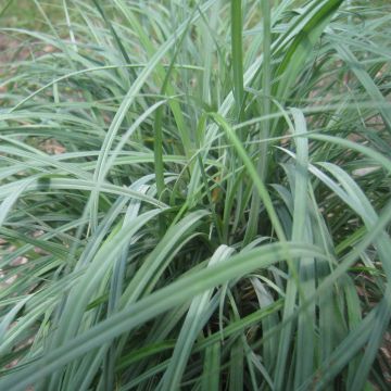 Carex flacca - Blaugrüne Segge