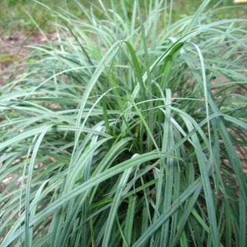 Carex flacca Blue Zinger - Blaugrüne Segge