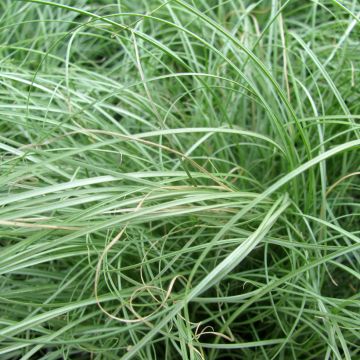 Carex comans Phoenix Green - Neuseeländische Segge