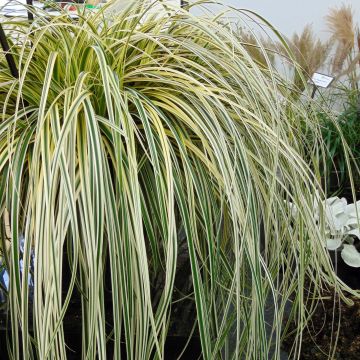 Carex oshimensis Feather Falls - Oshima-Segge