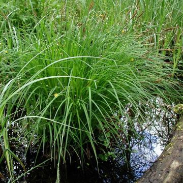 Carex montana - Laîche des montagnes