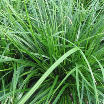 Carex oshimensis Evergreen - Oshima-Segge