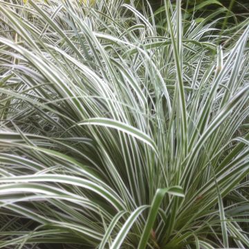 Carex oshimensis Everest - Oshima-Segge