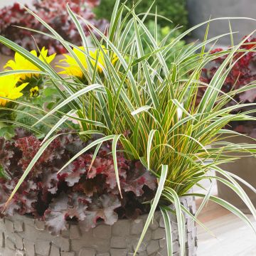 Carex oshimensis Everglow - Oshima-Segge