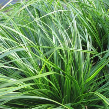 Carex oshimensis EverColor Everlime - Oshima-Segge