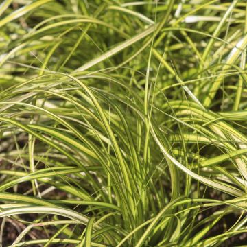 Carex oshimensis EverColor Eversheen - Oshima-Segge