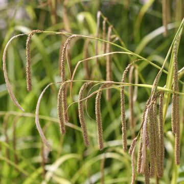 Carex pendula - Hänge-Segge