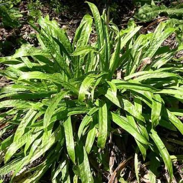 Carex plantaginea - Breitblatt-Segge