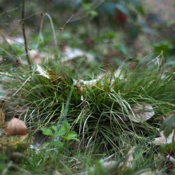 Carex remota - Entferntährige Segge