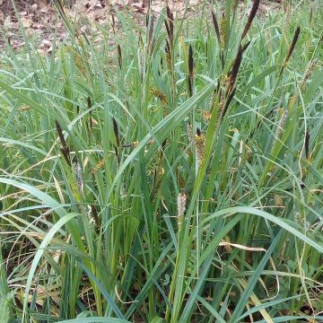 Carex riparia - Ufer-Segge