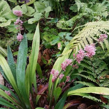 Carex scaposa - Kirschblüten-Segge