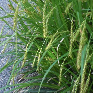 Carex sylvatica - Wald-Segge