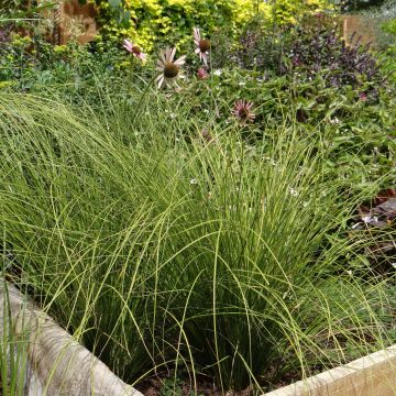 Carex testacea Lime Shine - Orange Segge