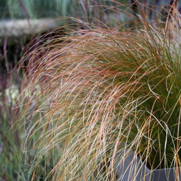 Carex testacea Prairie Fire - Orange Segge