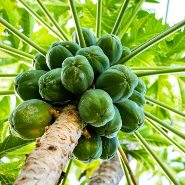 Melonenbaum - Carica papaya