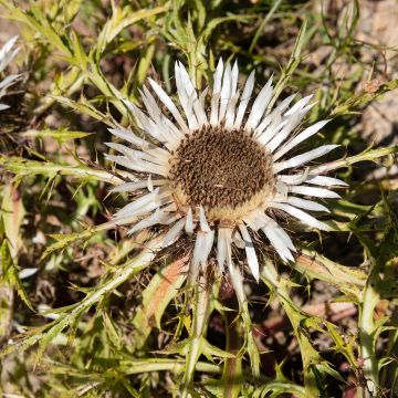 Carlina acaulis subsp. simplex Bronze - Einfache Silberdistel