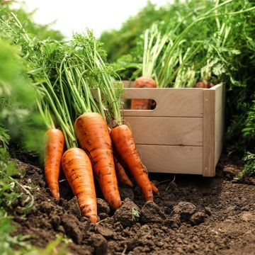 Carotte Adelaide F1  - Daucus carota 