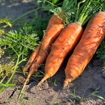 Carotte Amsterdam - Daucus carota