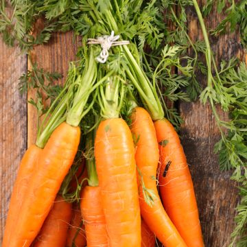 Carotte Longue Lisse de Meaux - Daucus carota