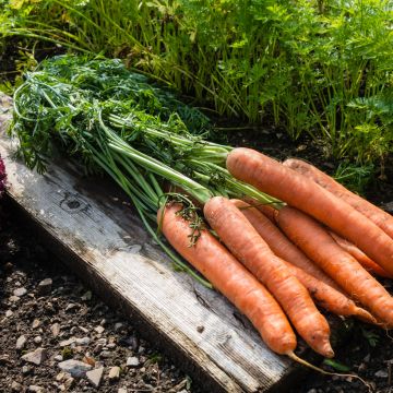 Carotte Resistofly F1 - Daucus carota