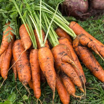 Carotte Touchon - Daucus carota