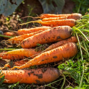 Carotte Valery - Daucus carota