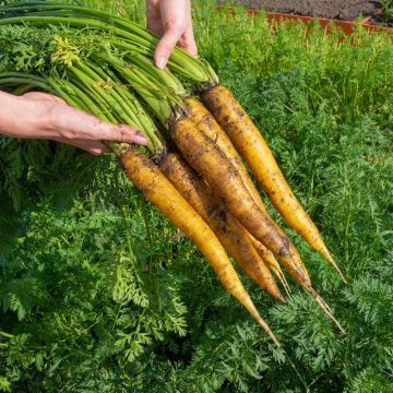 Carotte fourragère Jaune du Doubs Bio - Ferme de Sainte Marthe