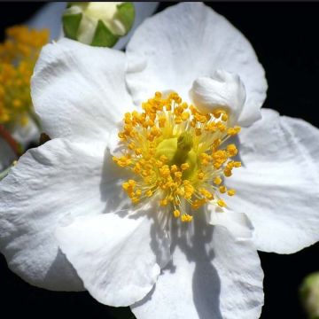 Carpenteria californica Bodnant - Baum-Anemone