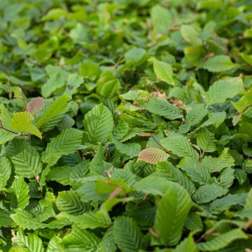 Hainbuche - Carpinus betulus